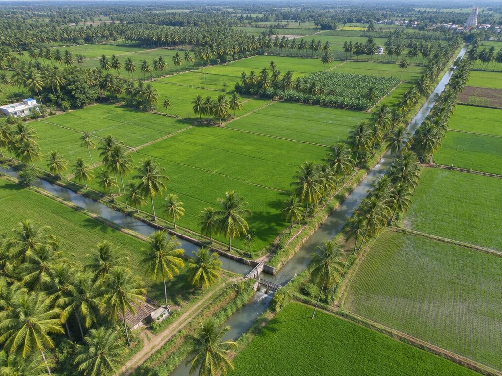 Green coconut farm in Cumbum valley